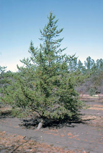 Pino gris - Pinus banksiana