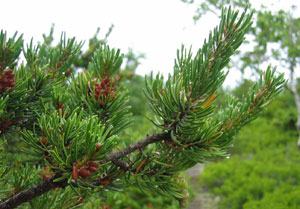 Pino gris - Pinus banksiana