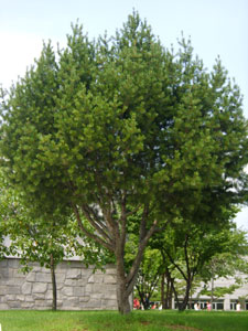 Pino Napole�n - Pinus bungeana