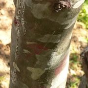 Pino Napole�n - Pinus bungeana