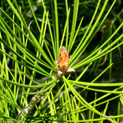 Pino Napole�n - Pinus bungeana