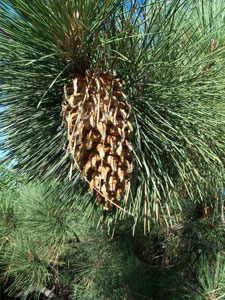 Pino de grandes pi�as - Pinus coulteri