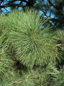 Pino de grandes pi�as - Pinus coulteri