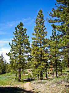 Pino de Jeffrey - Pinus jeffreyi
