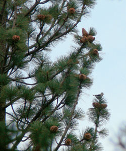 Pino de Jeffrey - Pinus jeffreyi