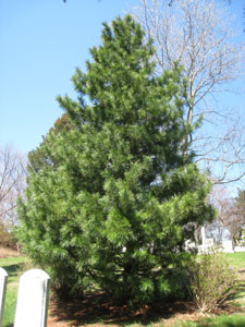 Pino de Corea - Pinus koraiensis