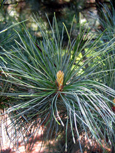 Pino de Corea - Pinus koraiensis