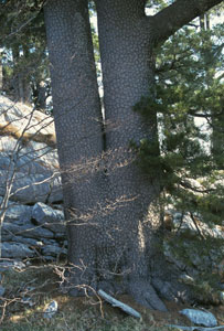 Pino de los Balcanes - Pinus leucodermis