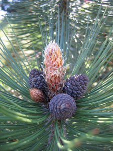 Pino de los Balcanes - Pinus leucodermis