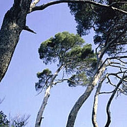Pino carrasco - Pino de Alepo - Pino alepensi - Pinus halepensis