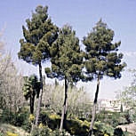 Pino carrasco - Pino de Alepo - Pino alepensi - Pinus halepensis