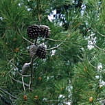 Pino carrasco - Pino de Alepo - Pino alepensi - Pinus halepensis