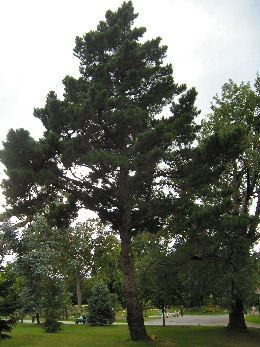 Pino de Monterrey - pino insigne - pino de California - Pinus radiata - pinus insignis