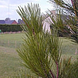 Pino de Monterrey - pino insigne - pino de California - Pinus radiata - pinus insignis