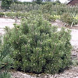 Pino enano mughus - Pinus mugo mughus