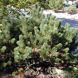 Pino enano mughus - Pinus mugo mughus