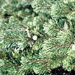 Pino enano mughus - Pinus mugo mughus
