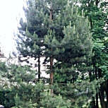 Pino negro de Austriaca - Pinus nigra austriaca - pinus nigra nigra