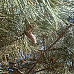 Pino negro de Austriaca - Pinus nigra austriaca - pinus nigra nigra