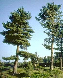 Pino laricio de Calabrica - Pinus nigra calabrica