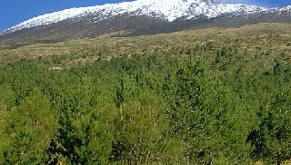 Pino laricio de Calabrica - Pinus nigra calabrica