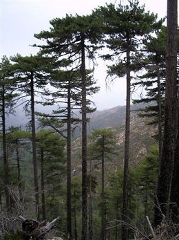 Pino laricio de C�rcega - Pinus nigra corsicana
