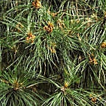 Pino laricio de C�rcega - Pinus nigra corsicana