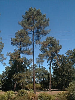 Pino mar�timo - pino resinero - pino rodeno - Pinus pinaster
