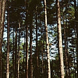 Pino mar�timo - pino resinero - pino rodeno - Pinus pinaster