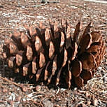Pino mar�timo - pino resinero - pino rodeno - Pinus pinaster