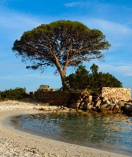Pino pi�onero - pino parasol - pino real - Pinus pinea