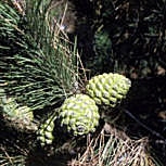Pino pi�onero - pino parasol - pino real - Pinus pinea