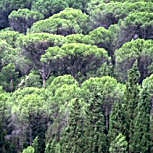 Pino pi�onero - pino parasol - pino real - Pinus pinea
