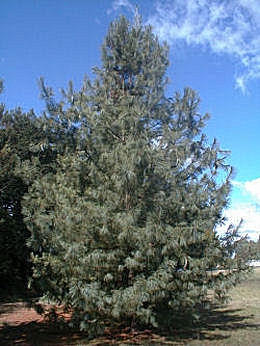 Pino blanco del Este - Pinus strobus