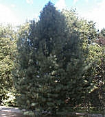 Pino blanco del Este - Pinus strobus