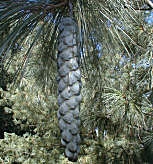 Pino blanco del Este - Pinus strobus
