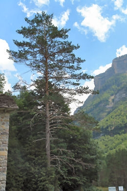 Pino silvestre - Pino albar - Pino de Valsa�n - Pinus sylvestris