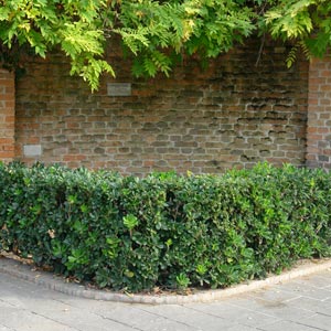 Pitosporo del Jap�n enano - Pittosporum tobira 'nana'
