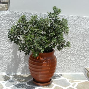 Pitosporo del Jap�n enano - Pittosporum tobira 'nana'