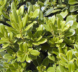 Pitosporo del Jap�n enano - Pittosporum tobira 'nana'
