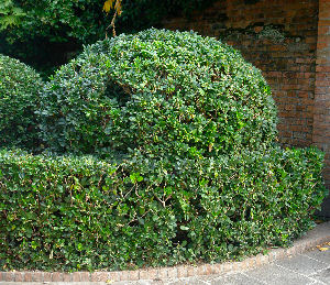 Pitosporo del Jap�n - Pittosporum tobira