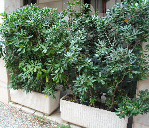 Pitosporo del Jap�n - Pittosporum tobira