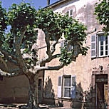 Plátano de sombra - plátano de paseo - Platanus acerifolia