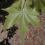 Plátano de sombra - plátano de paseo - Platanus acerifolia