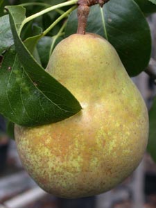 Peral 'Beurr� hardy'