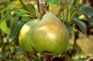 Peral 'Doyenn� du Comice'