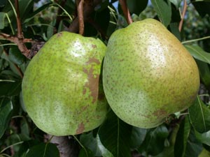 Peral 'Duchesse d�Angoul�me'