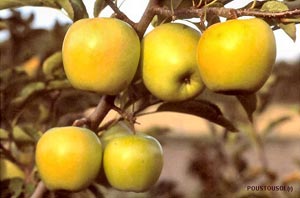 Manzano 'Golden delicious'