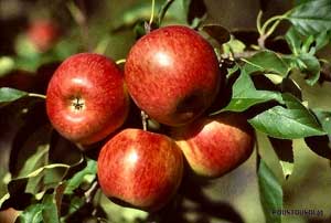 Manzano 'Reine des reinettes'