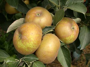 Manzano 'Reinette grise du Canada'